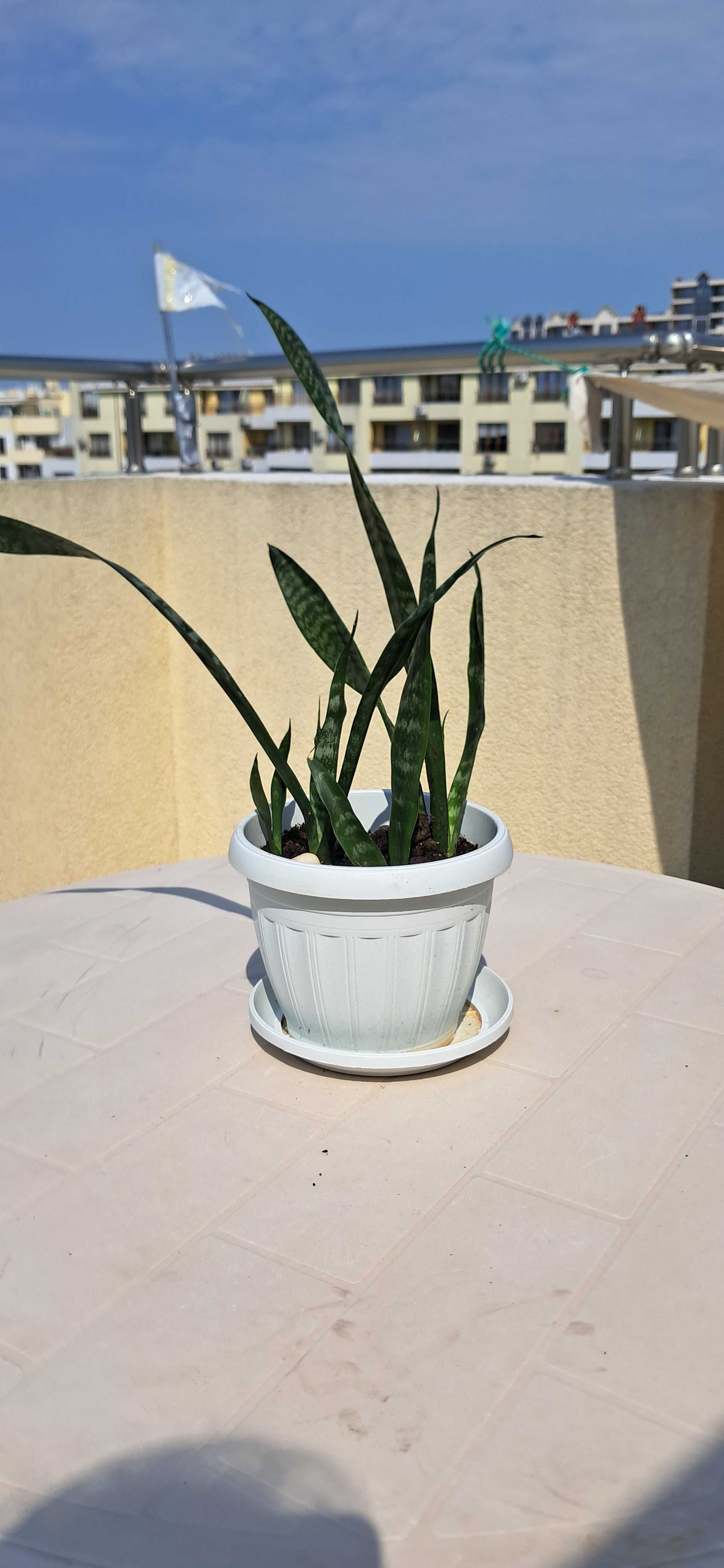 Сансевиера, Snake plant