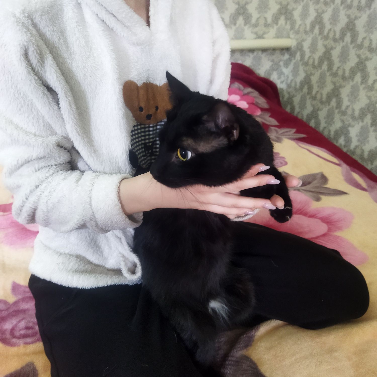 Передержка для  кошек .Чиланзар