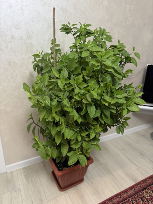 Продам педилантус