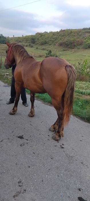 Vând iapa de 5 ani gestanta de 5 luni