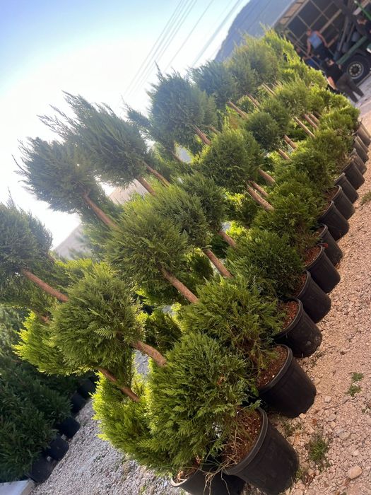 Leilandi chiparosi spirale magnolia