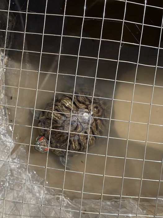 Продается краснаухая черепаха