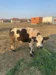 Vaca tanara cu vitel de vanzare