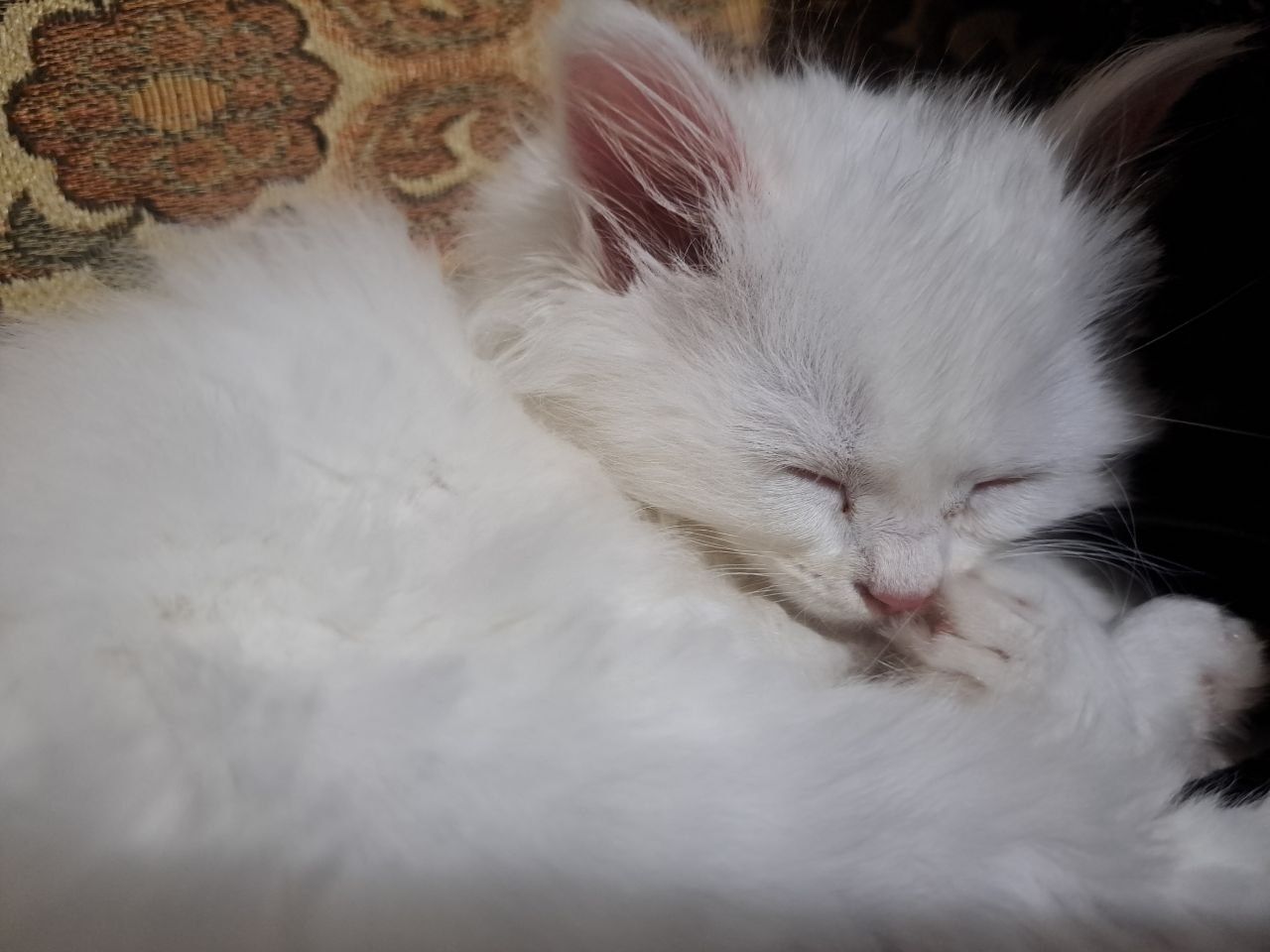 Пропал котёнок  мальчик белый