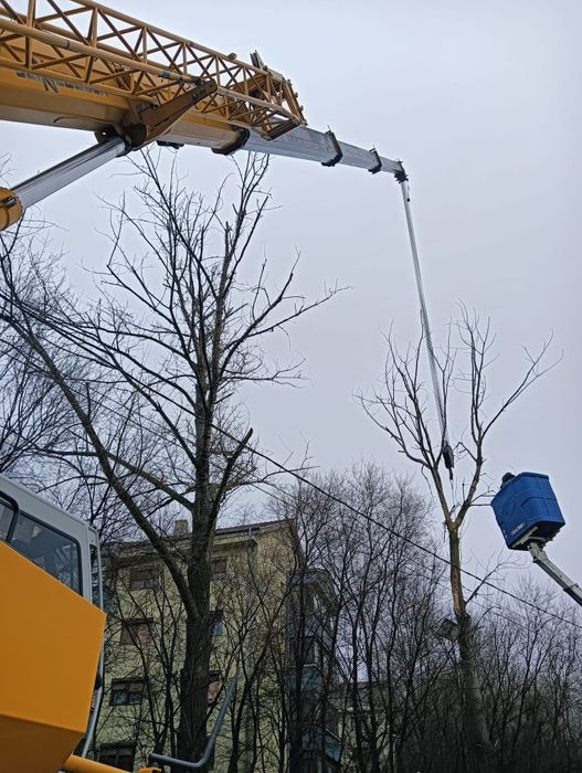 Tăiere/Fasonare/Toaletare Copaci/Alpinism Utilitar Rapid.