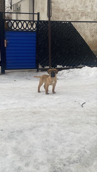 Отдам собаку в добрые руки