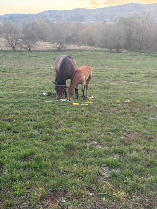 De vânzare iapa cu mânza