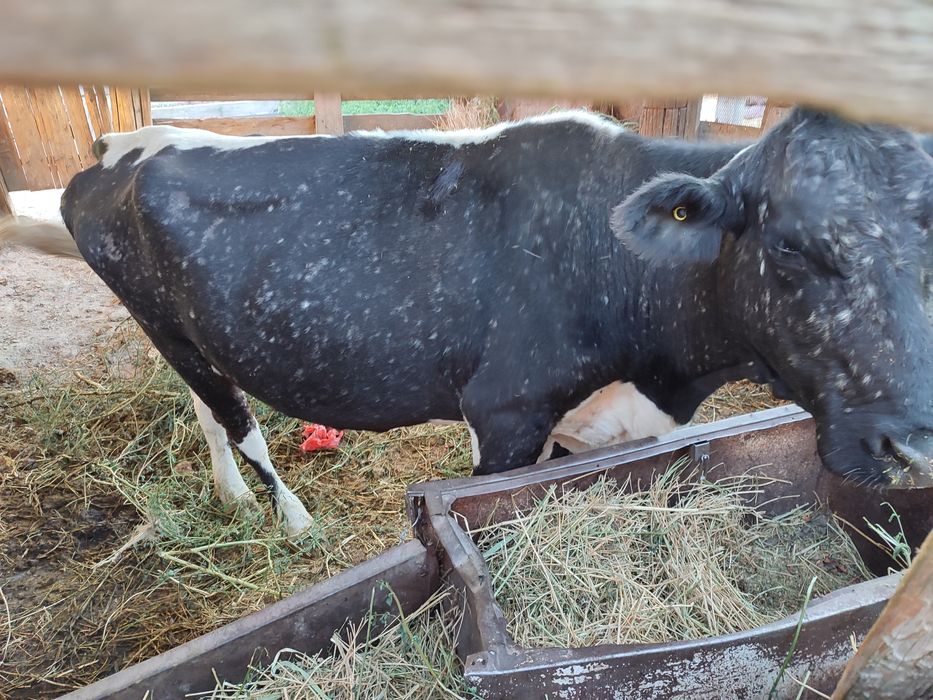 Стельная корова. Бұаз сиыр.