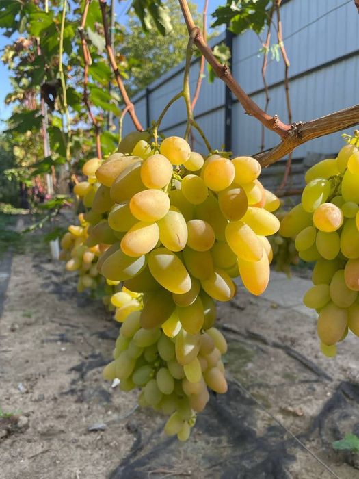 Preobrajenie vita de vie