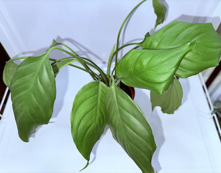 Аглаонема, комнатные растения, комнатные цветы