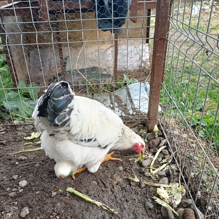 Cocos Sussex cu Adler