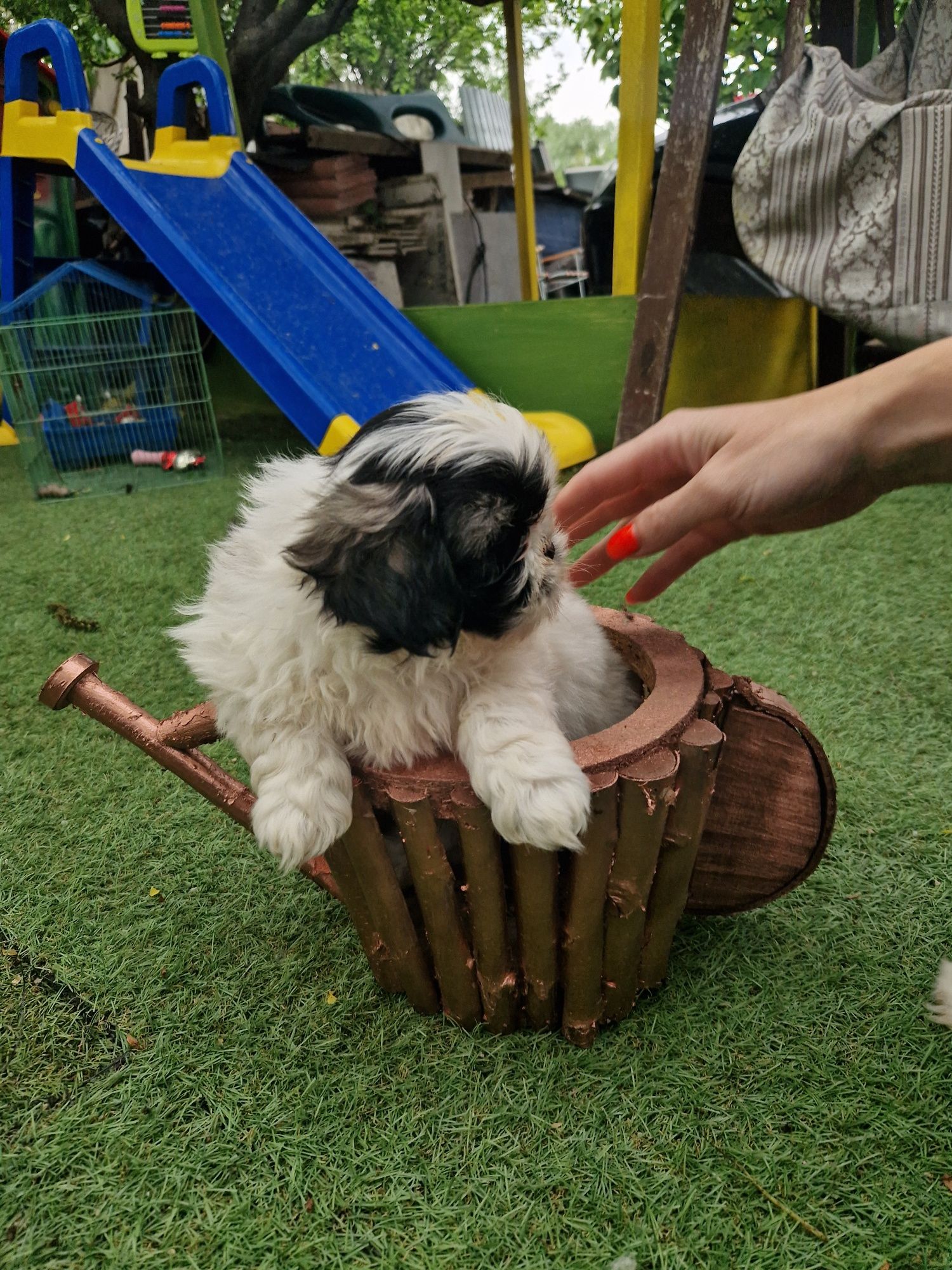 Catei Shih-Tzu disponibili