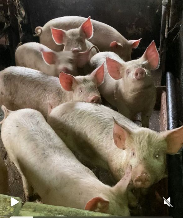 Поросята 2,5 месяца