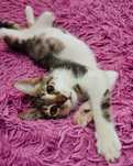 Классный котик (3,5 мес)