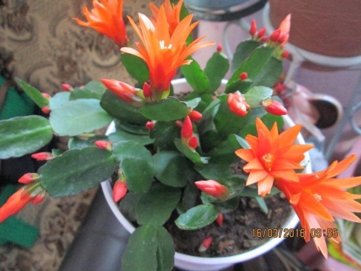 Продам рипсалидопсис