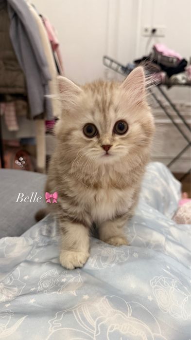 Продам кошечку Belle