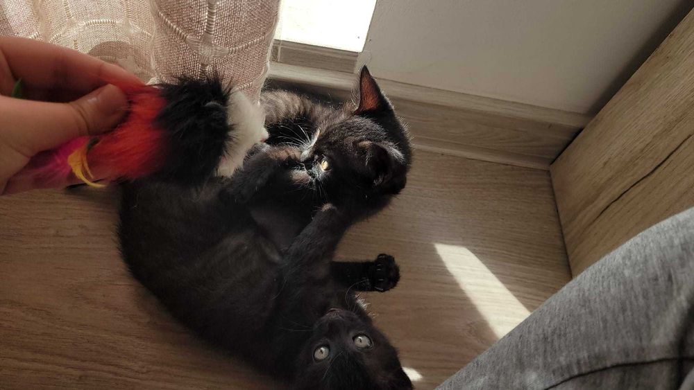 Adopție pui de pisică Iasi