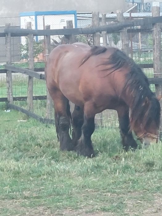 Vand armăsar ardenez de 4 ani