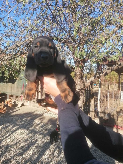 Căței de vânătoare