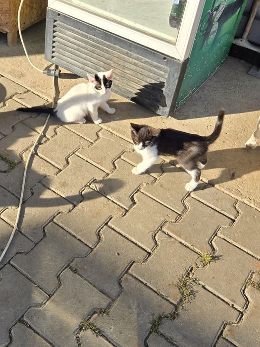 Pui de pisica ,4 fete și un băiat în vârstă de 3 luni