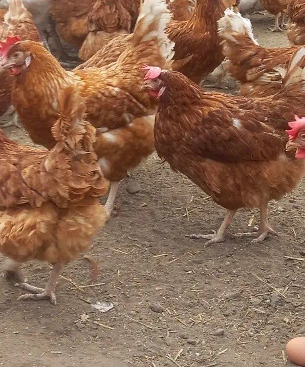 Găini roșii ouătoare în prin ciclu de ouat