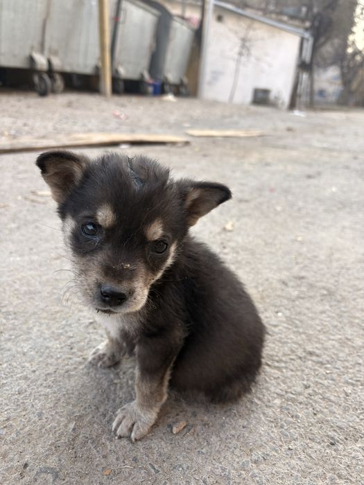 Ищем для щенят дом