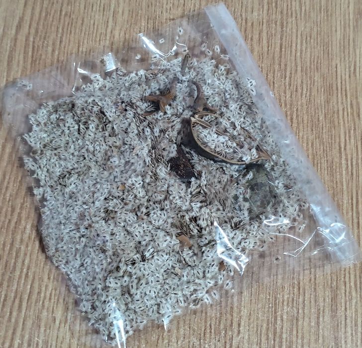 Semințe de Paulownia – recoltă proaspătă 2025