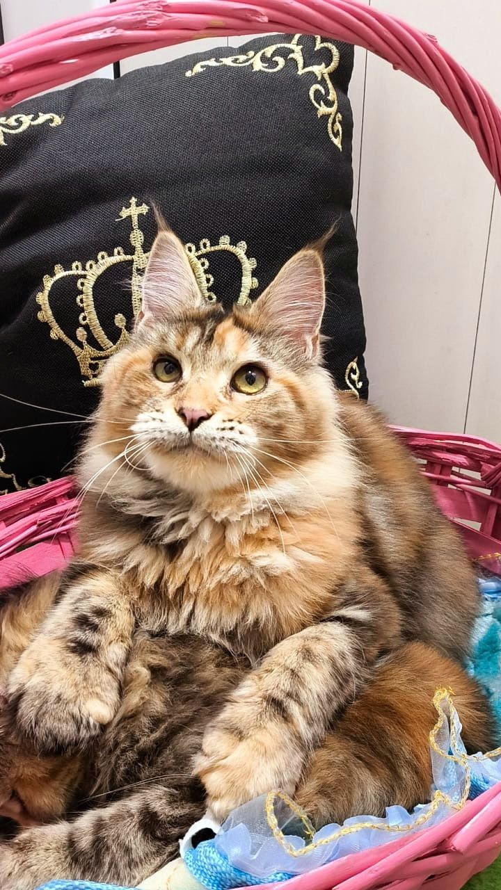 МЕЙН КУНЫ котята - самый лучший подарок !
