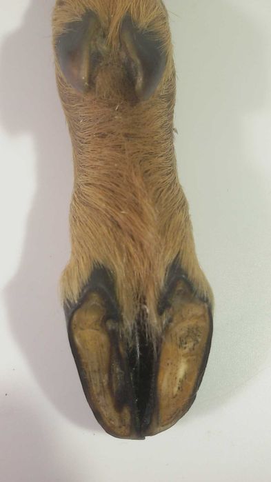 Отварачка от крак на елен