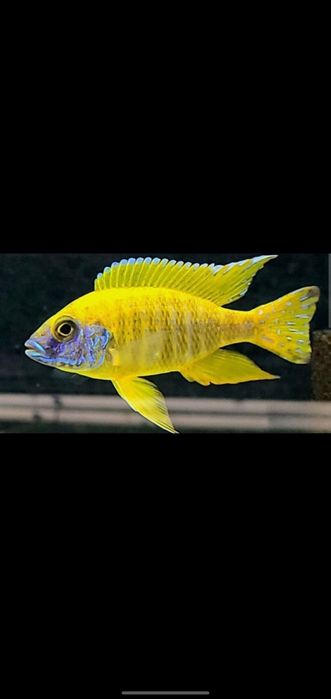 afrika cichlid sotiladi privaznoy