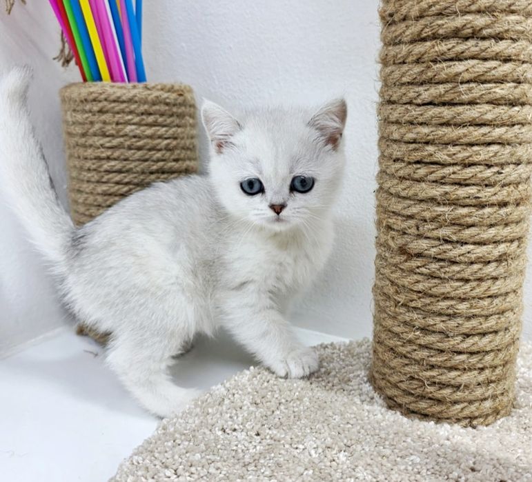 Два британских котика