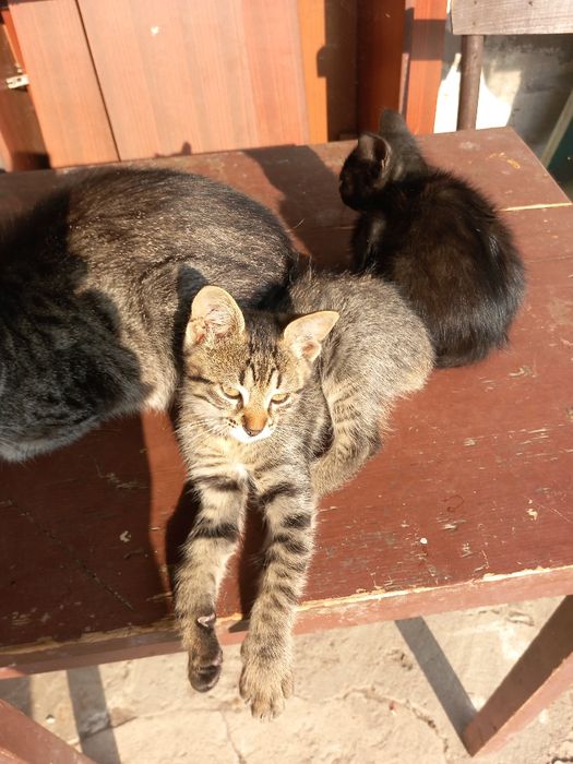 Подарявам малки котета