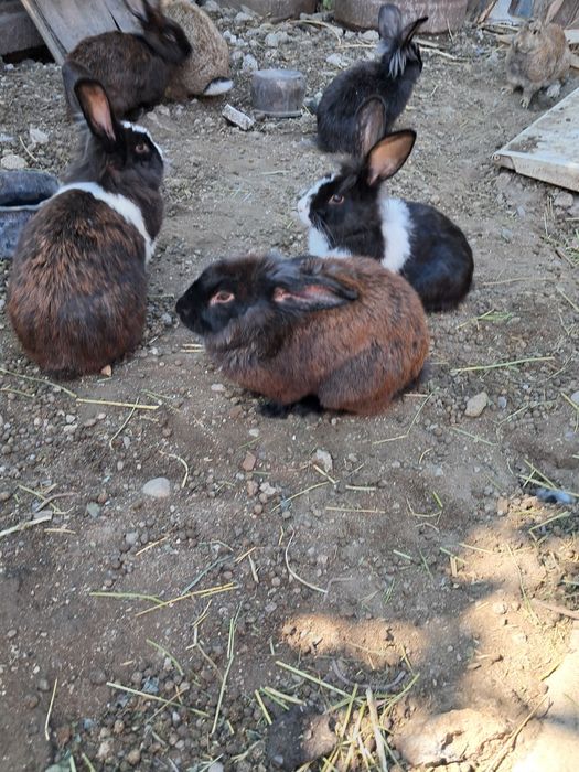 Iepuri de casa negri si albi