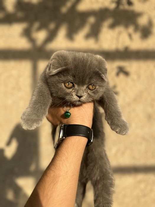 Котята британские вислоухие 2 месяца