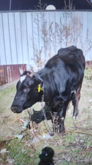 Продам  молодую телку