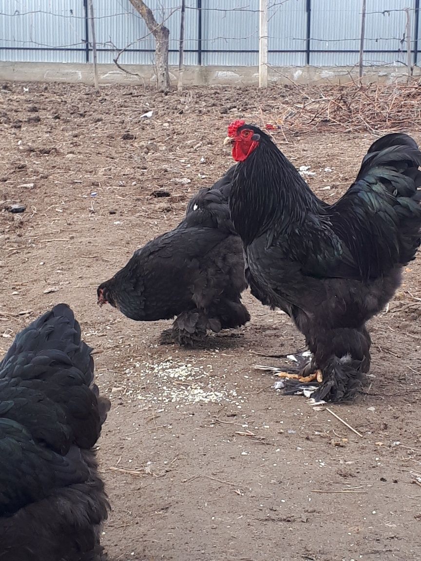 Vând oua de gaina brahma.