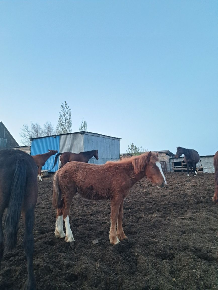 Тай сатылады тяж еркек Продаётся жеребчик тяж