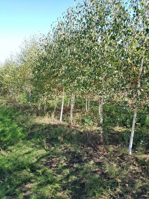 Mesteacăn Tei artar