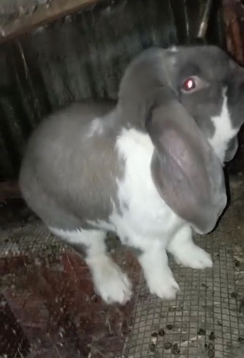 De vânzare un mascul berbec german de 8 luni