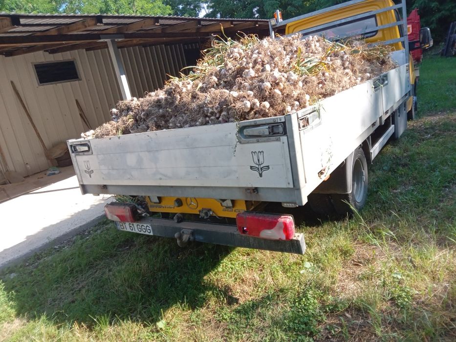 Vând usturoi rosu pentru samanta