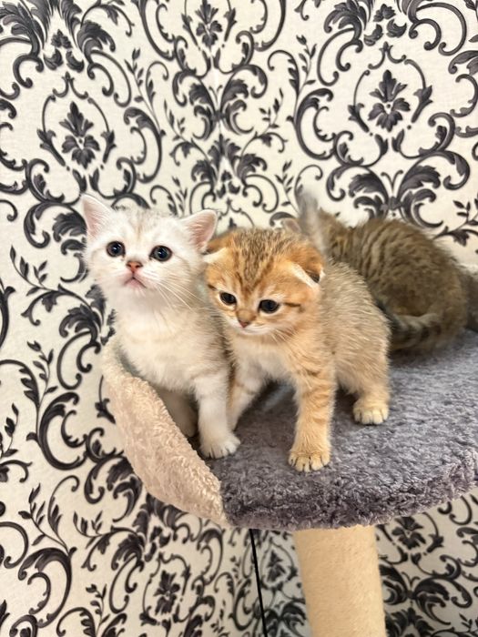 Британская серебристая шиншила