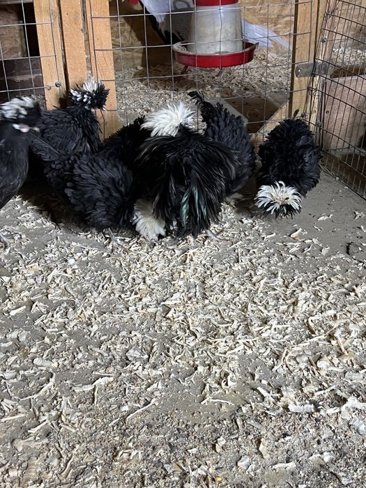 Vand familie de Motata Olamdeza