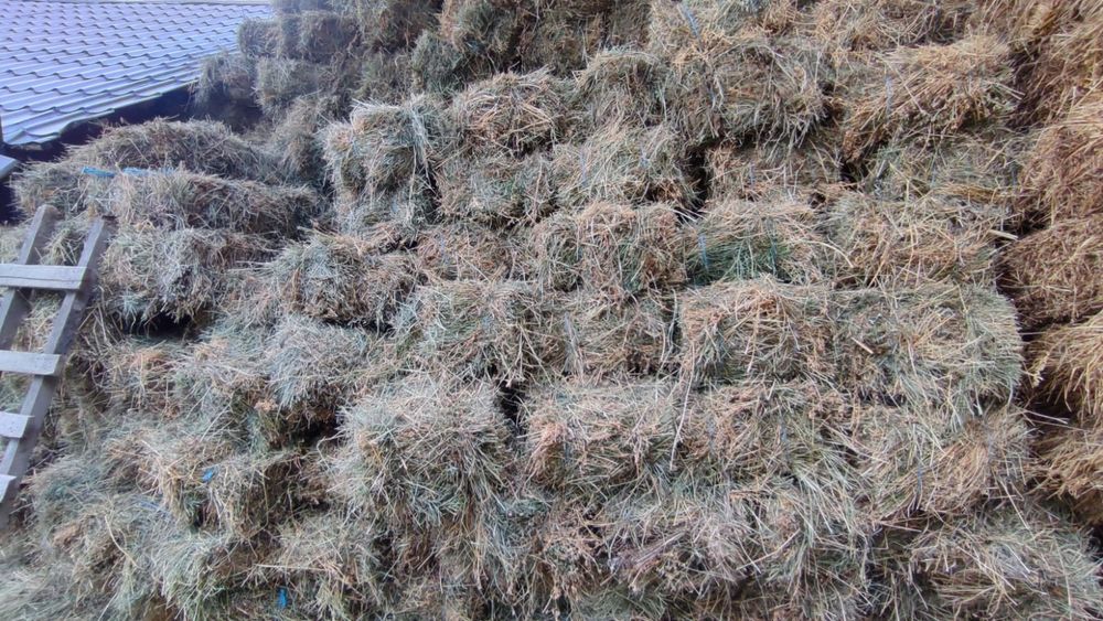 Vând 700 de baloți de lucernă – coasa a treia, calitate extra