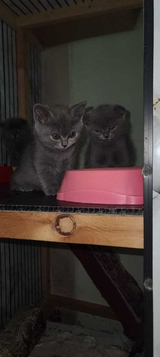 Sotiladi Scottish fold(stray) продажа скоттиш фолд[страй)