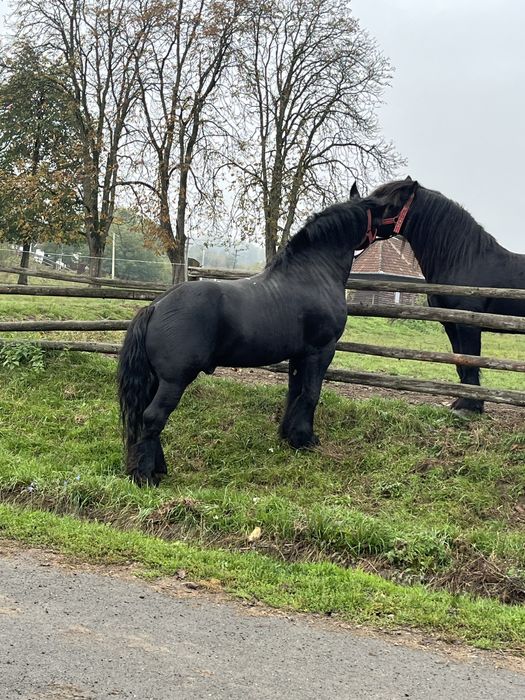 Armasari de vanzare .