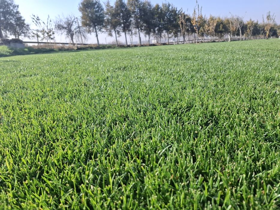 Gazon Toshkent - Газон Тошкент - Живой Руллонный Установка Свое Поле!