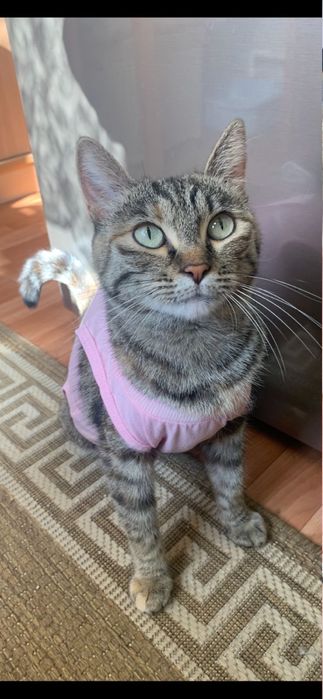 Отдам ласковую кошку Майю (1 год, знает команды)