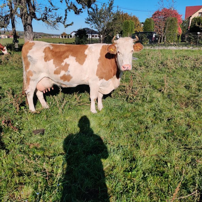 Vaca bălțată gestantă