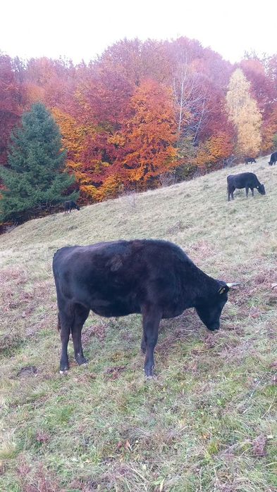 vitele,juninci si vaci din  rasa WAGYU (vaci japoneze