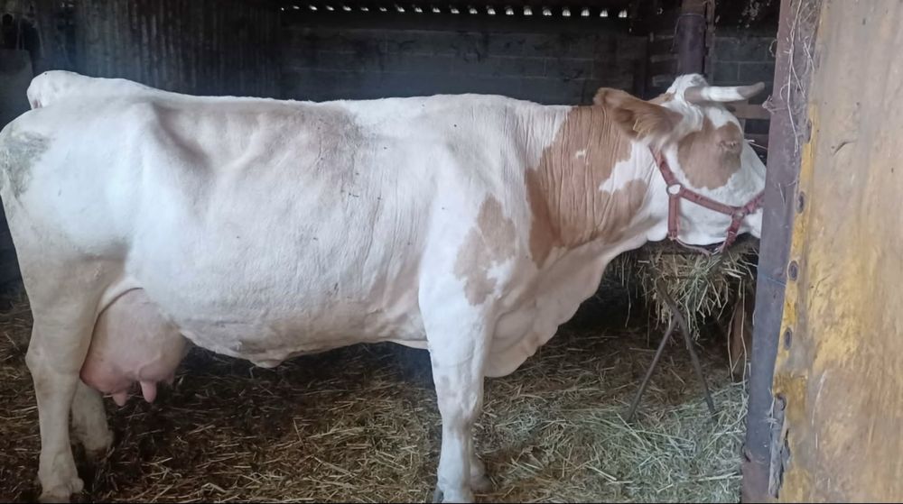 Vaci Baltata Romaneasca